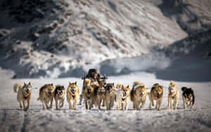 Arctic Expedition With Sled Dogs Wallpaper