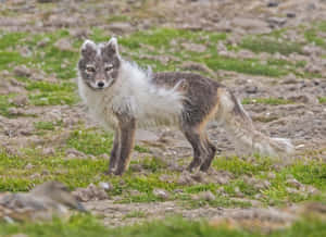 Arctic Foxin Transition Season Wallpaper