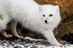 Arctic Foxin Winter Wallpaper