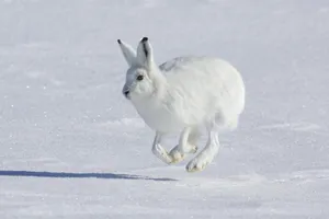 Arctic Harein Snow.jpg Wallpaper