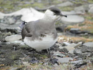 Arctic Skuain Habitat.jpg Wallpaper