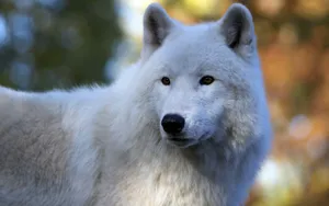Arctic Wolf 3000 X 1887 Wallpaper Wallpaper