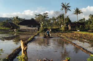 Arduous Farmer At Work In The Fields Wallpaper