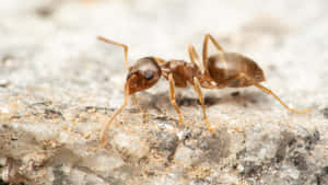 Argentine Ant Closeup Wallpaper