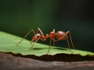 Argentine Anton Leaf Wallpaper