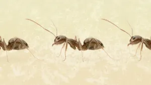 Argentine Ants Formation Wallpaper