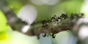 Argentine Antson Branch Wallpaper