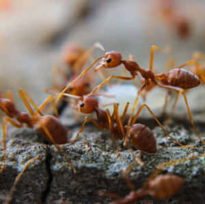 Argentine Antson Rock Wallpaper