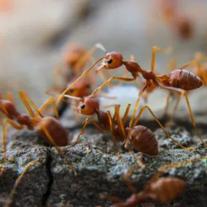 Argentine Antson Rock Wallpaper