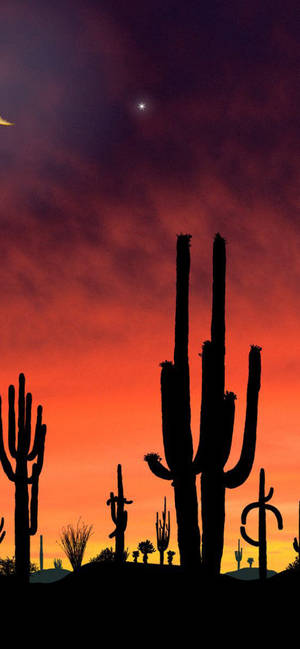 Arizona Sunset At Saguaro National Park Wallpaper