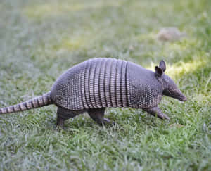 Armadillo Walkingon Grass.jpg Wallpaper