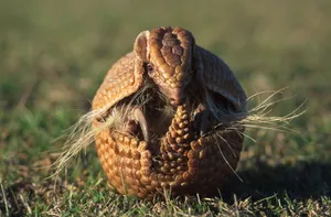 Armadilloin Defensive Ball.jpg Wallpaper
