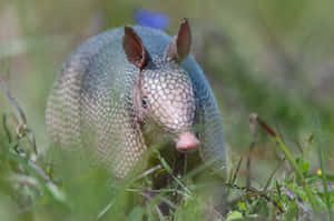 Armadilloin Grass.jpg Wallpaper