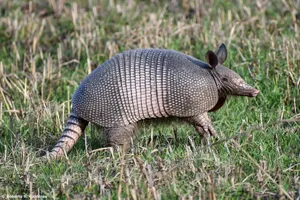 Armadilloin Grassland.jpg Wallpaper