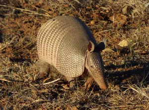 Armadilloin Natural Habitat Wallpaper