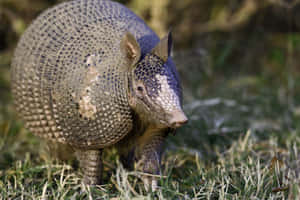 Armadilloin Natural Habitat.jpg Wallpaper