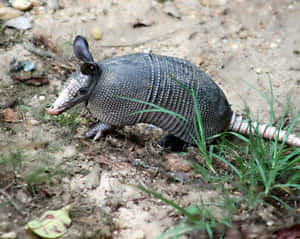 Armadilloin Natural Habitat.jpg Wallpaper