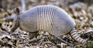 Armadilloin Natural Habitat Wallpaper