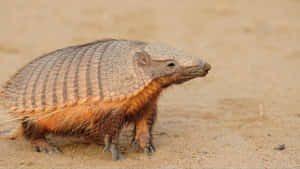 Armadilloon Sandy Ground Wallpaper