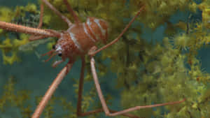 Arrow Crab Amidst Coral Wallpaper