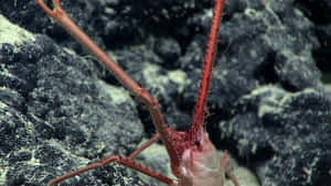 Arrow Crab On Rocky Surface.jpg Wallpaper