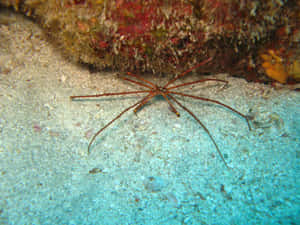 Arrow Crab On Seabed Wallpaper
