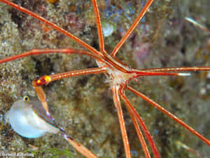 Arrow Crab Underwater Closeup Wallpaper