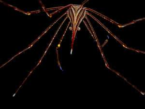 Arrow Crabinthe Dark Wallpaper