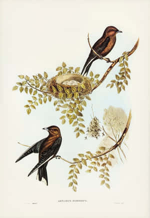 Artamus Sordid Painting Wallpaper