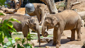 Asian Elephants Melbourne Zoo Wallpaper