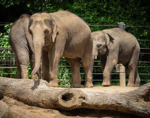 Asian Elephants Melbourne Zoo Wallpaper