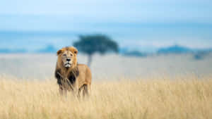 Asiatic Tiger In Masai Mara National Reserve Wallpaper