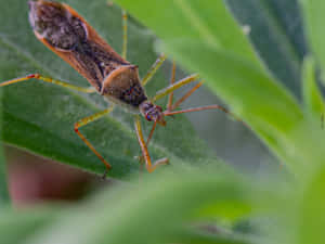 Assassin Bug On Green Leaf Wallpaper