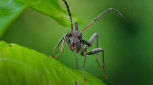 Assassin Bug On Green Leaf Wallpaper