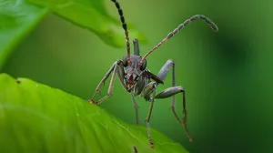 Assassin Bug On Green Leaf Wallpaper