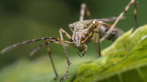 Assassin Bug On Leaf Wallpaper