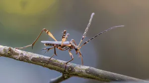 Assassin Bugon Branch Wallpaper