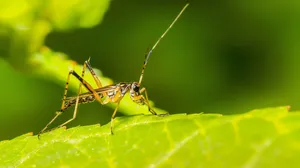 Assassin Bugon Green Leaf Wallpaper