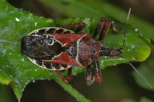 Assassin Bugon Green Leaf Wallpaper