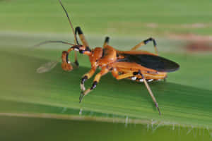 Assassin Bugon Green Leaf Wallpaper