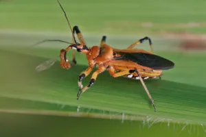 Assassin Bugon Green Leaf Wallpaper