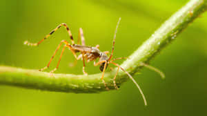 Assassin Bugon Green Stem Wallpaper