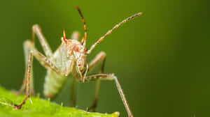 Assassin Bugon Leaf Wallpaper