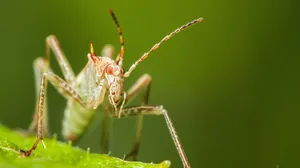 Assassin Bugon Leaf Wallpaper