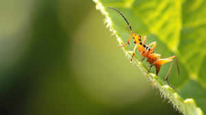 Assassin Bugon Leaf Edge Wallpaper