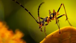 Assassin Bugon Leaf Wallpaper