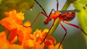 Assassin Bugon Orange Flower Wallpaper