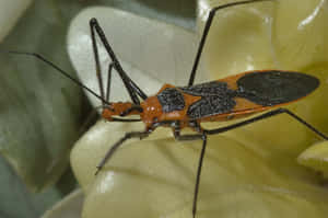 Assassin Bugon Yellow Flower Wallpaper