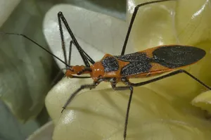 Assassin Bugon Yellow Flower Wallpaper