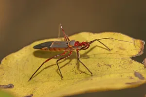 Assassin Bugon Yellow Leaf Wallpaper